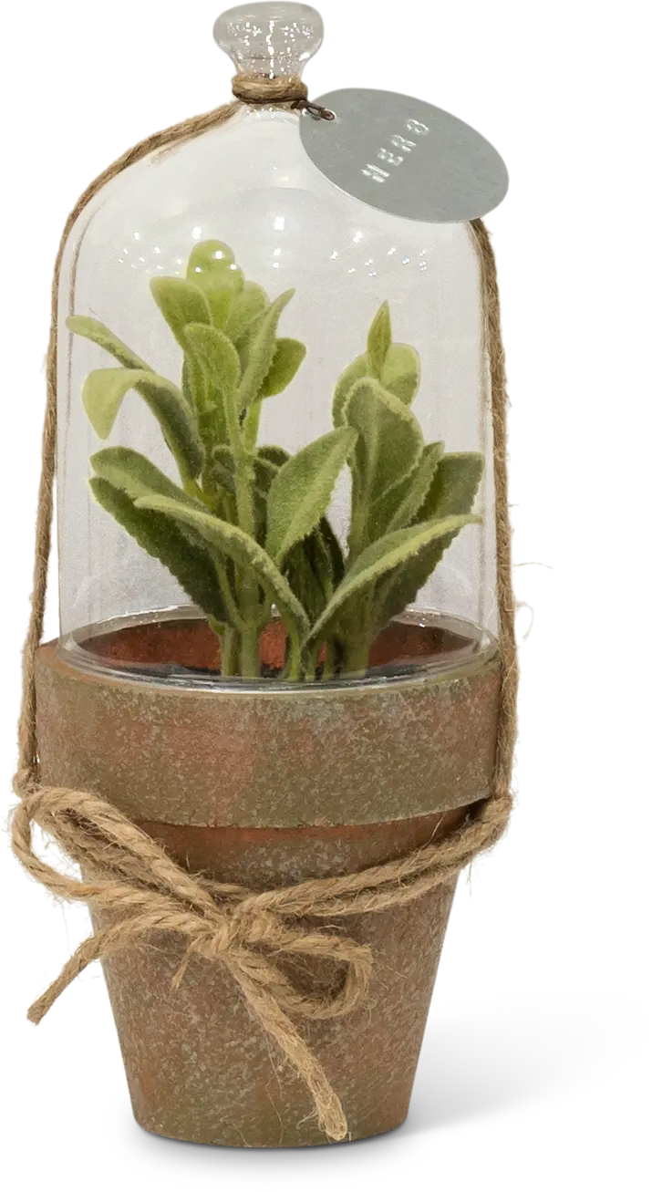 Assorted Potted Herb Plant Arrangement in Cloche-3