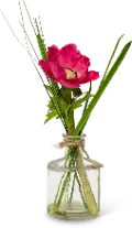 Assorted Anemone Potted Plant Arrangement