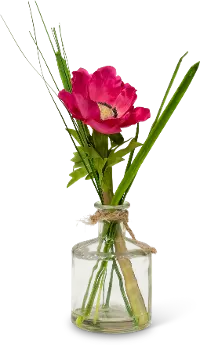 Assorted Anemone Potted Plant Arrangement