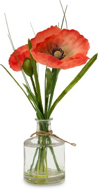 Assorted Poppy Potted Plant Arrangement
