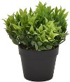 Green Potted Plant Arrangement
