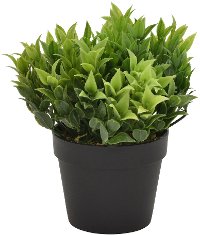 Green Potted Plant Arrangement
