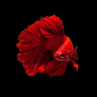 Left Red Goldfish on Black Background Wall Art on Glass