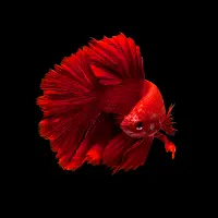 Left Red Goldfish on Black Background Wall Art on Glass