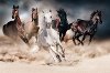 Multi Color Running Horses Print on Glass Wall Art