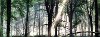 In The Woods Printed on Glass Set of 3