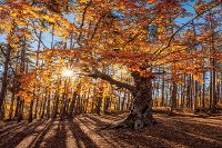 Autumn Trees Printed on Glass Wall Art