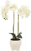 Faux White Double Orchid Flower Arrangement in Footed Pot