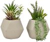 Assorted Faux Succulent in a Round Pot