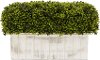 Faux Boxwood Plant Arrangement in Distressed Wooden Box