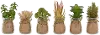 Assorted Faux Succulent in a Jar