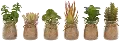Assorted Faux Succulent in a Jar