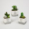 Assorted 5 Inch Faux Succulent in Gray and White Cement Pot
