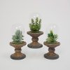 Assorted Faux Succulent Arrangement with Glass Dome