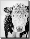 Black and White Snowy Cow Wall Art Printed on Canvas