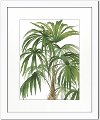 Riviera Palms II Fine Framed Wall Art