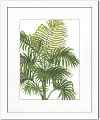 Riviera Palms I Fine Framed Wall Art