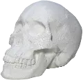 White Faux Marble Look Skull Tabletop Sculpture