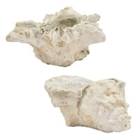 Assorted Off White Faux Shell Planter