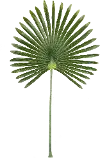 Green Faux Fan Leaf for Arrangement