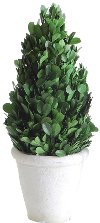 11 Inch Green Preserved Boxwood Cone Topiary Arrangement