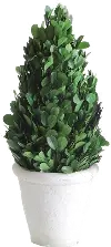 11 Inch Green Preserved Boxwood Cone Topiary Arrangement