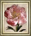 Peony I Framed Print Wall Art