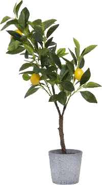 Faux Green Tree with Lemons Arrangement in Cement Pot