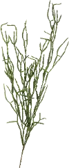 41 Inch Faux Succulent Pick for Arrangement