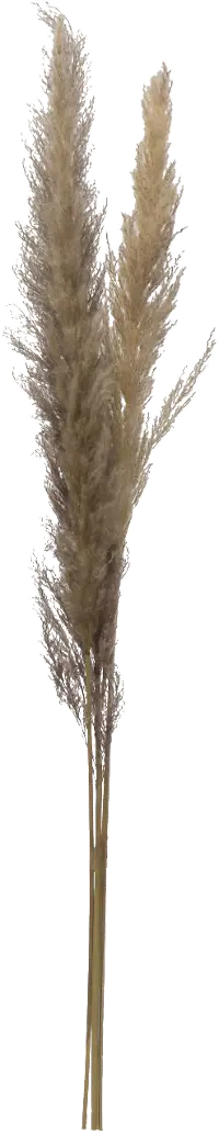 43 Inch Dried Brown Faux Pampas Grass Bunch