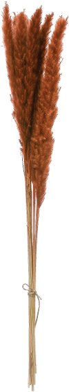 Dried Natural Pampas Grass Branch for Arrangement