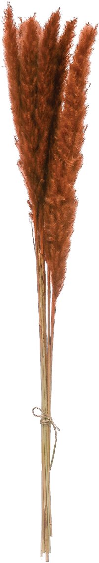 Dried Natural Pampas Grass Branch for Arrangement-1
