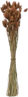 Clearance Dried Natural Canary Grass Bunch for Arrangement