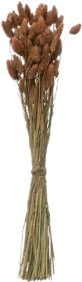 DF2591/CANARYGRASS Dried Natural Canary Grass Bunch for Arrangement