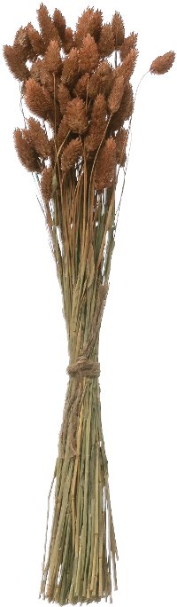 Dried Natural Canary Grass Bunch for Arrangement