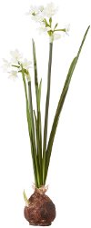 18 Inch Paperwhite Faux Bulb Arrangement