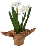 10 Inch Real Touch Potted Faux Paperwhites Arrangement