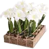 Assorted White Potted Amaryllis Arrangement