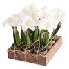 Assorted White Potted Amaryllis Arrangement