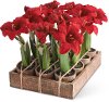 Assorted Red Amaryllis Potted Faux Plant Arrangement