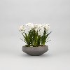 Paperwhite Bulbs Arrangement in Round Concrete Bowl
