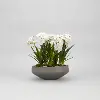 Paperwhite Bulbs Arrangement in Round Concrete Bowl