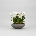 Paperwhite Bulbs Arrangement in Round Concrete Bowl