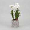 Faux Paperwhite Bulbs Arrangement in Cement Vase