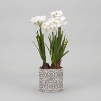 Faux Paperwhite Bulbs Arrangement in Cement Vase