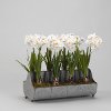 Faux Paperwhite Bulbs Arrangement in Metal Tray