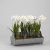Faux Paperwhite Bulbs Arrangement in Metal Tray