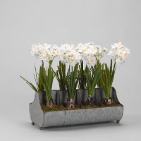 Faux Paperwhite Bulbs Arrangement in Metal Tray