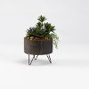 Mini Yucca with Aloe and Echeveria Arrangement in Wood Planter
