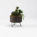 Mini Yucca with Aloe and Echeveria Arrangement in Wood Planter